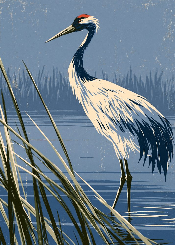 A red-crowned crane standing in reeds